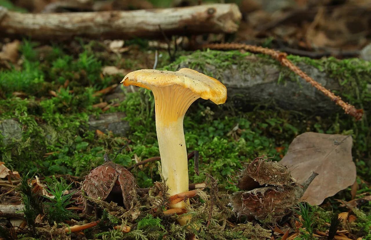 Pfifferling Guide: Germany's Chanterelles & How to Eat Them