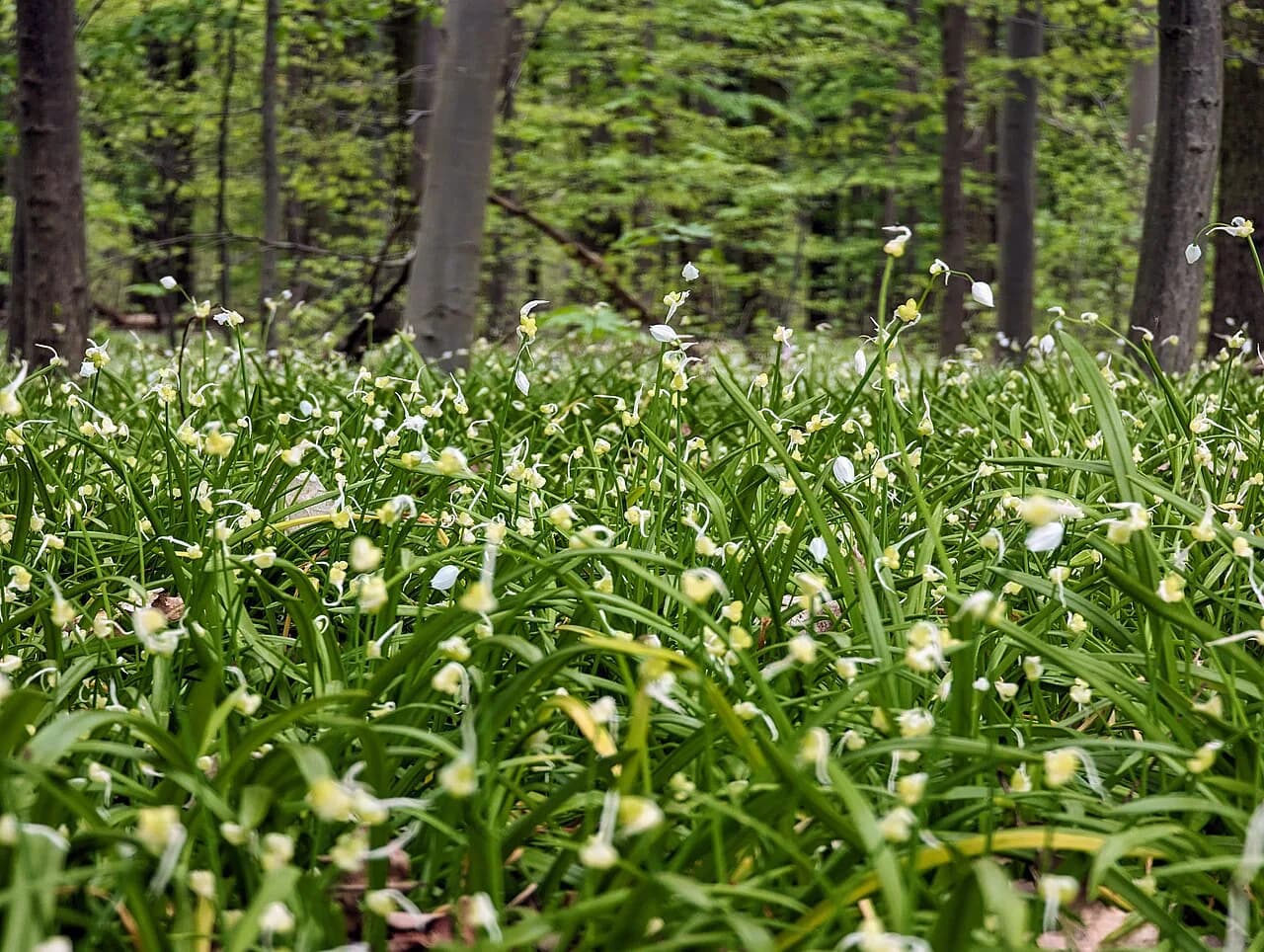 Bärlauch: What Wild Garlic Is and How to Eat It in Germany