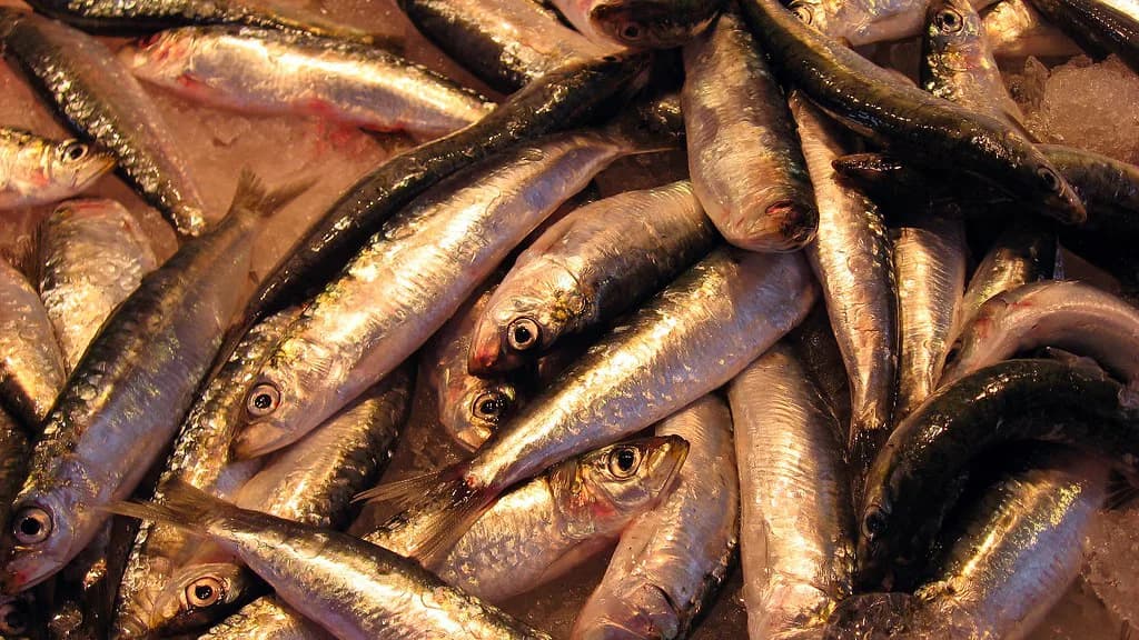 Fish in Germany: What to Eat and Where