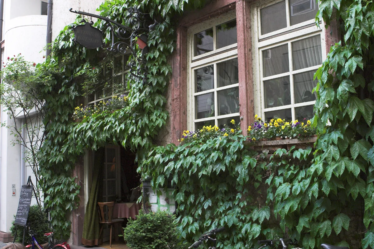 Ivy-covered entrance of the Weinstube Rote Kopf, Mainz.