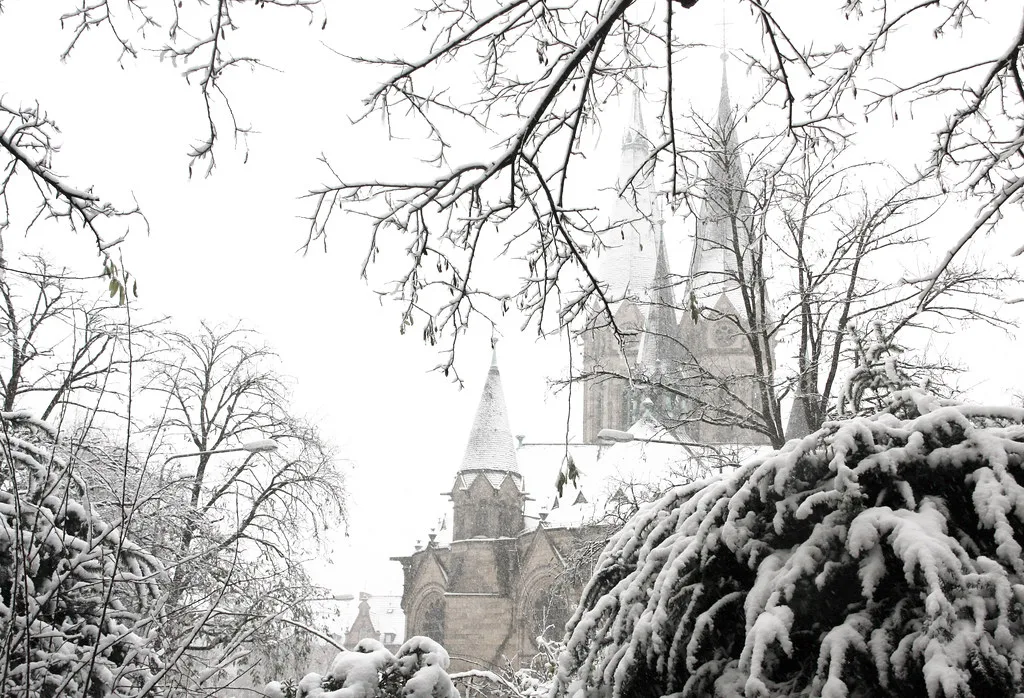 Snow-covered trees in front of the Marktkirche, Wiesbaden.