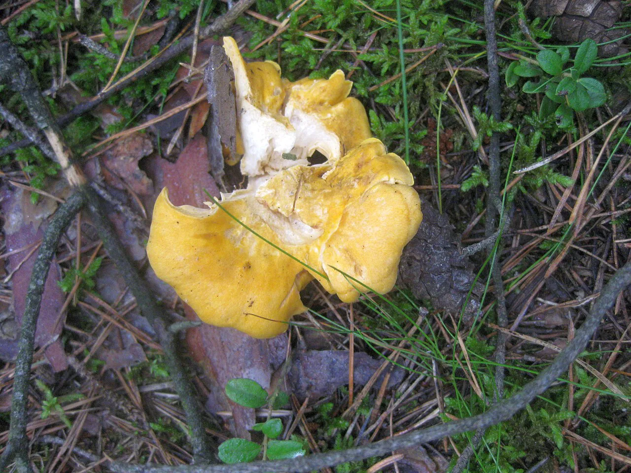 Chanterelles in late-summer woodland near Ruhland.