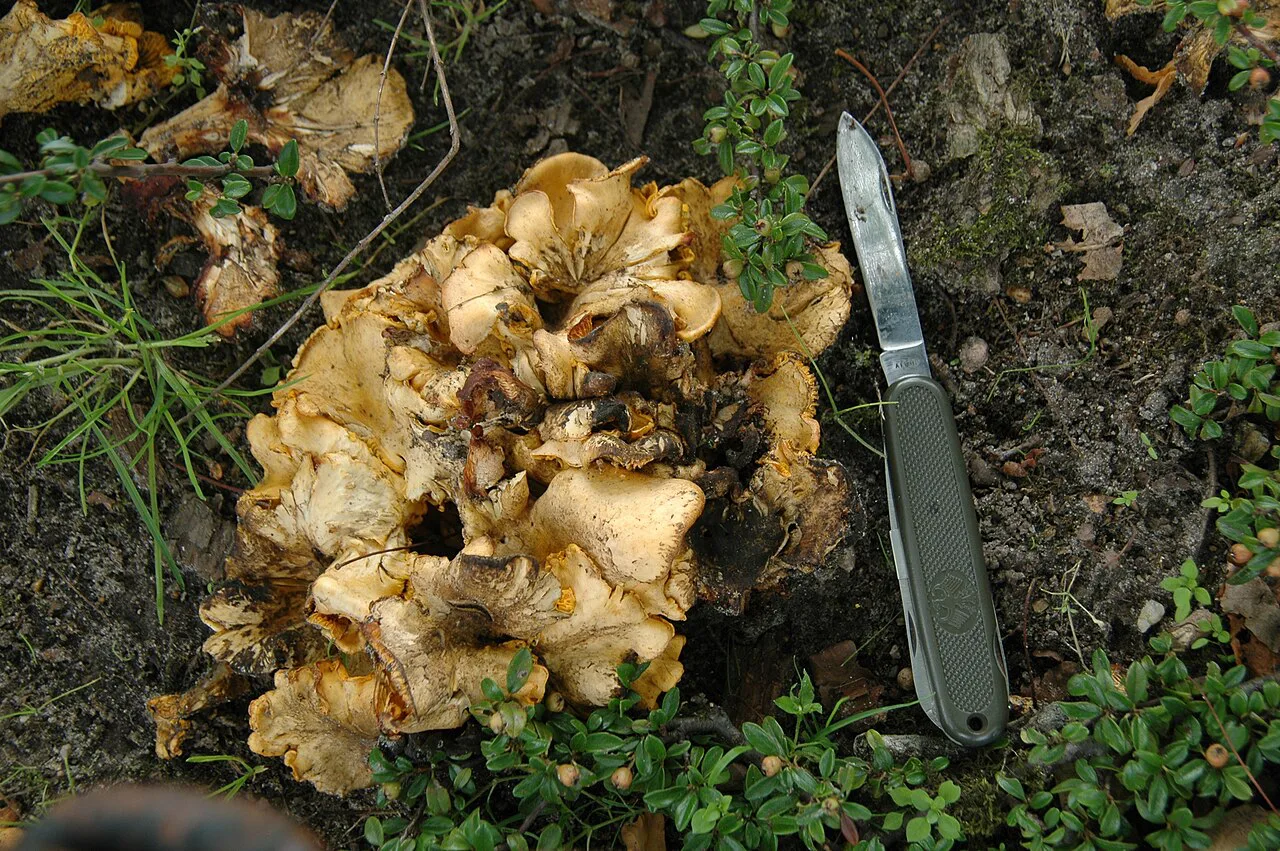 A cluster of chanterelles beside a pocket knife in the forest.