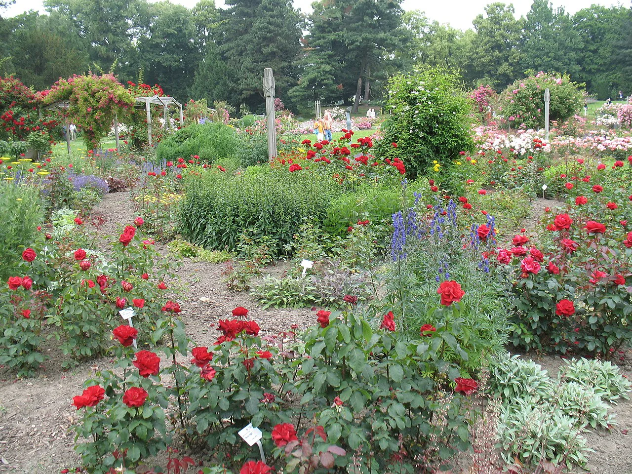 The rose garden (Rosarium) in Westfalenpark, Dortmund.