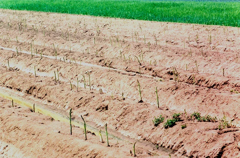 A white asparagus field with earthed-up ridges, Eschenau.