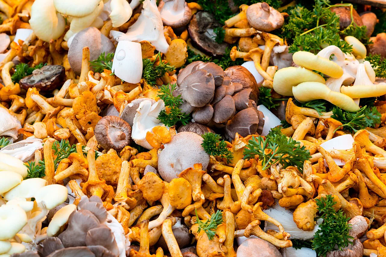 Wild mushrooms on a stall at the weekly market in Münster.