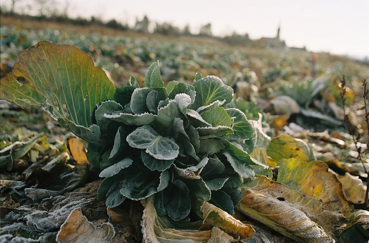 Frosted kale growing in winter in the Elbe meadows near Serkowitz, Radebeul.
