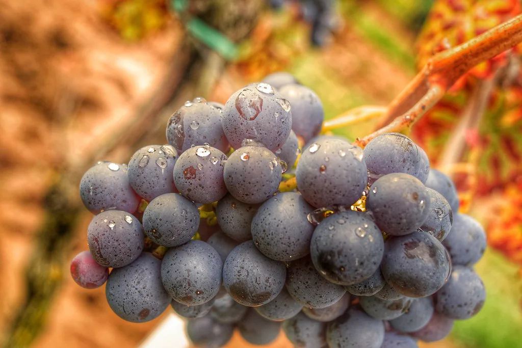 Ripe red wine grapes on the vine in autumn, Rhineland-Palatinate.