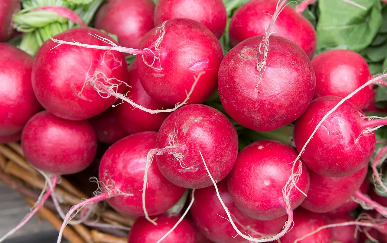 Bunches of radishes at the Stadtmarkt, Augsburg.