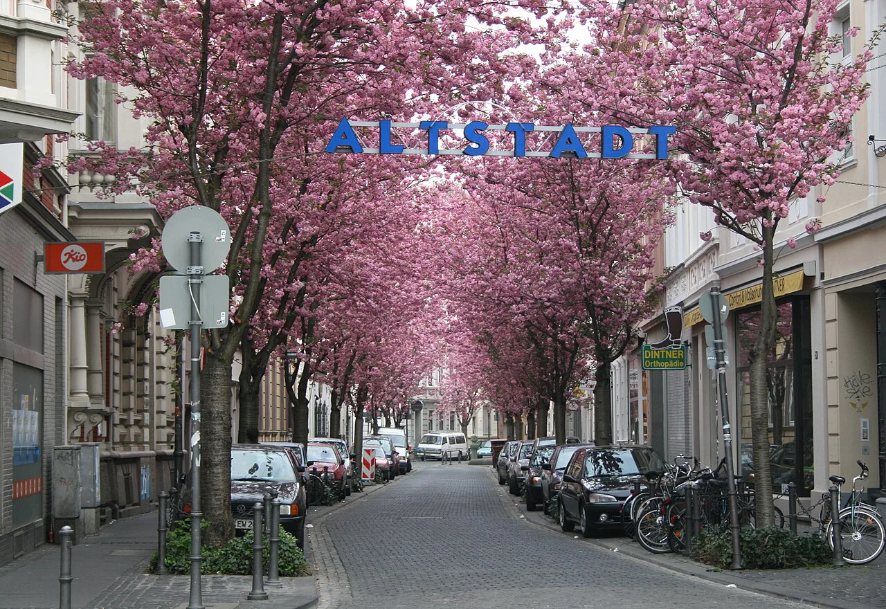 Cherry blossoms over Breite Straße in Bonn's Altstadt.