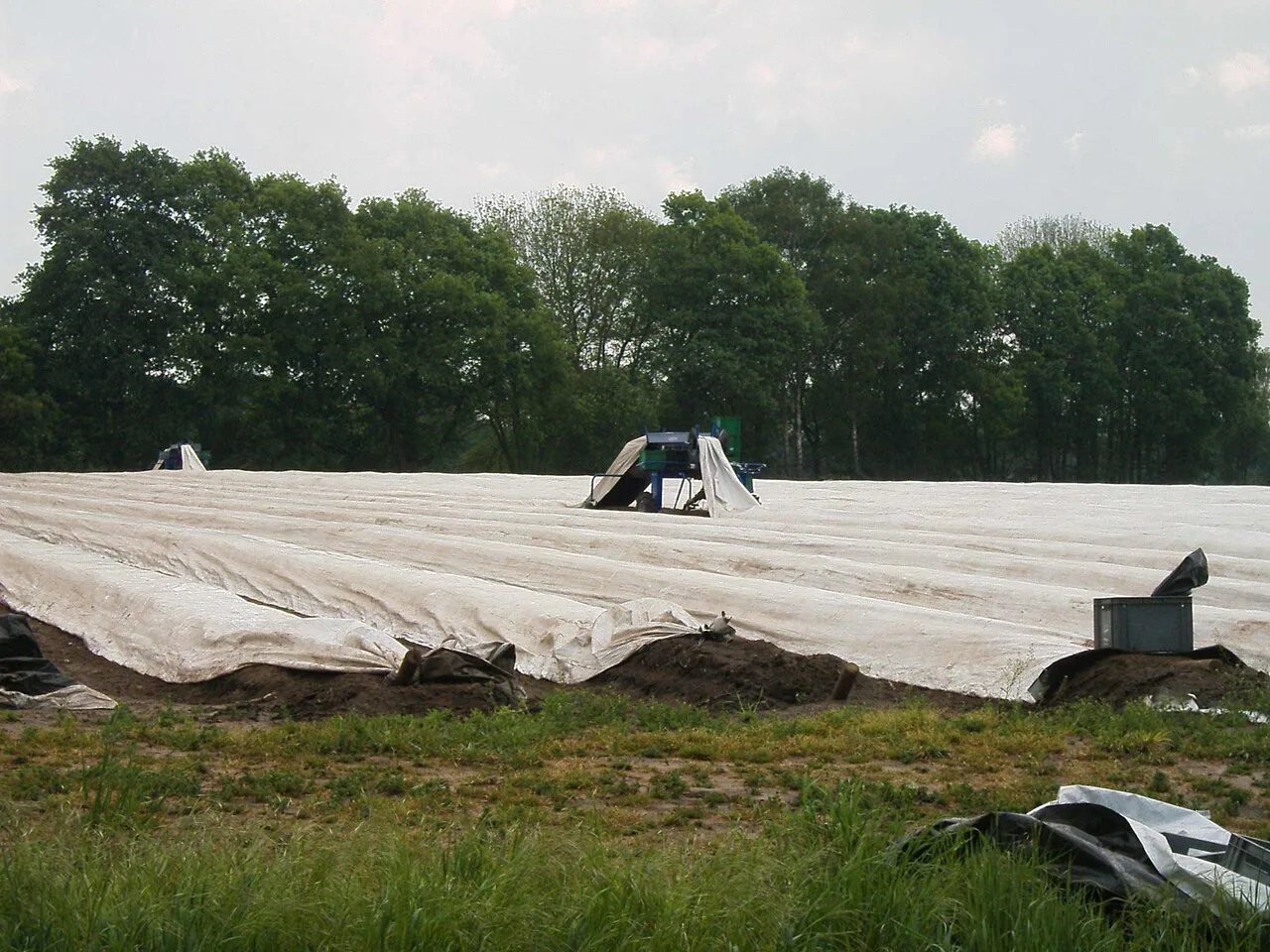 Asparagus beds under protective foil in a German field.