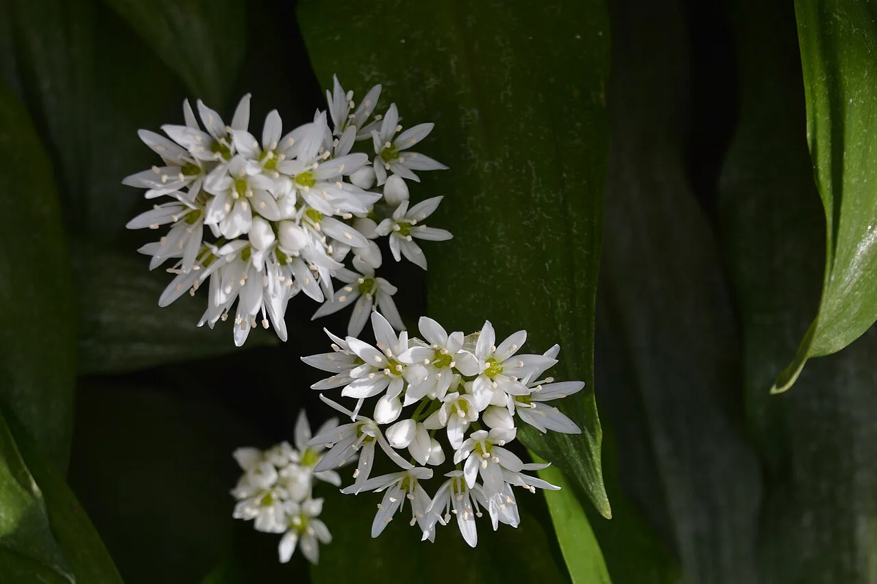 Wild garlic in flower.